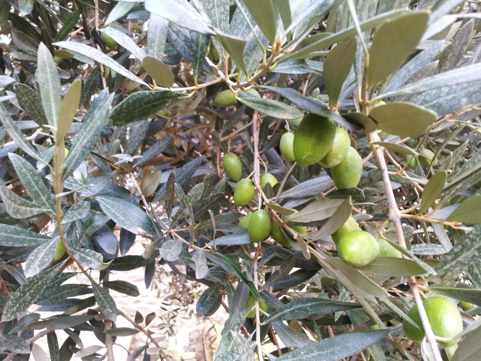 Appartamento Le Petit Domeynes Esterno foto